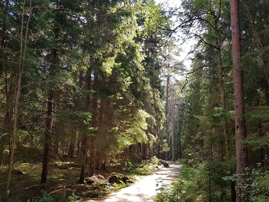 Photo of the city forest, Uppsala